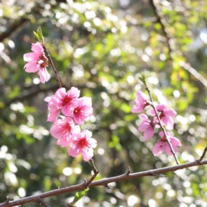 Prunus sp. at O'Connor, ACT - 5 Sep 2023 01:36 PM