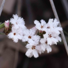 Leucopogon virgatus (Common Beard-heath) at Acton, ACT - 5 Sep 2023 by ConBoekel