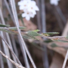 Leucopogon virgatus at Acton, ACT - 5 Sep 2023