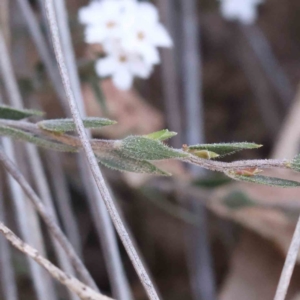 Leucopogon virgatus at Acton, ACT - 5 Sep 2023