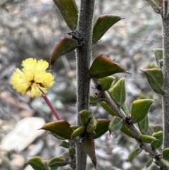 Acacia gunnii (Ploughshare Wattle) at Burra, NSW - 30 Aug 2023 by Safarigirl