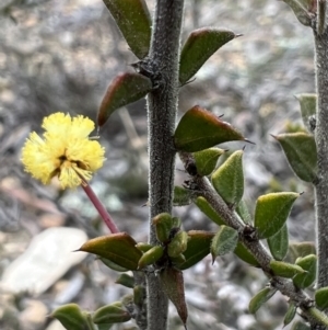 Acacia gunnii at Burra, NSW - 30 Aug 2023