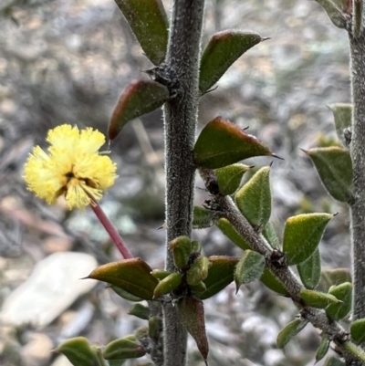 Acacia gunnii (Ploughshare Wattle) at Burra, NSW - 30 Aug 2023 by Safarigirl