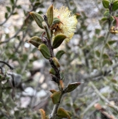 Acacia gunnii at Burra, NSW - 30 Aug 2023