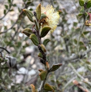 Acacia gunnii at Burra, NSW - 30 Aug 2023 11:52 AM