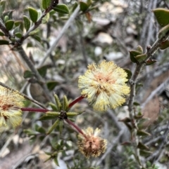 Acacia gunnii at Burra, NSW - 30 Aug 2023