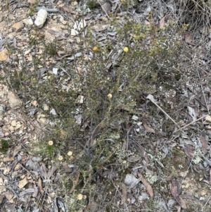 Acacia gunnii at Burra, NSW - 30 Aug 2023 11:52 AM