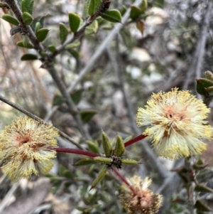 Acacia gunnii at Burra, NSW - 30 Aug 2023 11:52 AM