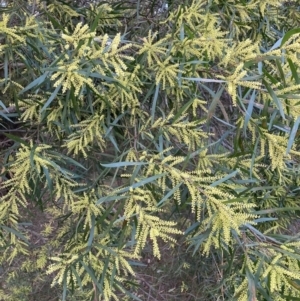 Acacia floribunda at Hackett, ACT - 5 Sep 2023 05:22 PM