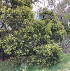 Acacia floribunda at Hackett, ACT - 5 Sep 2023 05:22 PM