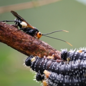 Callibracon capitator at Budawang, NSW - 16 Apr 2019