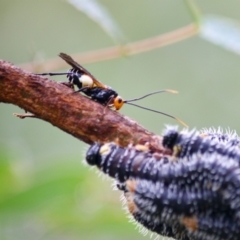 Callibracon capitator at Budawang, NSW - 16 Apr 2019