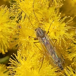 Chironomidae (family) at Macgregor, ACT - 6 Sep 2023 02:23 PM