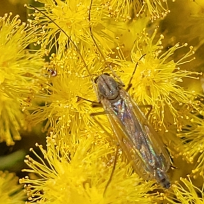 Chironomidae (family) (Non-biting Midge) at Umbagong District Park - 6 Sep 2023 by trevorpreston