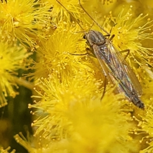 Chironomidae (family) at Macgregor, ACT - 6 Sep 2023