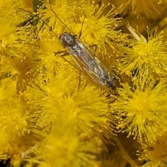 Chironomidae (family) at Macgregor, ACT - 6 Sep 2023