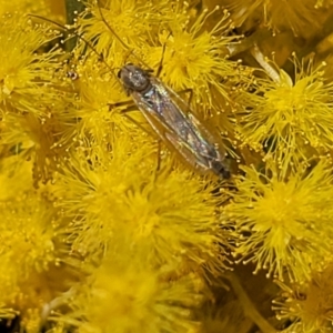 Chironomidae (family) at Macgregor, ACT - 6 Sep 2023