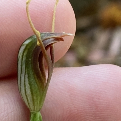 Pterostylis oblonga (Coastal Maroonhood) at Vincentia, NSW - 3 Sep 2023 by Tapirlord