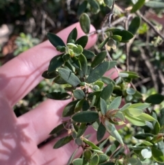 Monotoca elliptica (Tree Broom-heath) at Vincentia, NSW - 3 Sep 2023 by Tapirlord