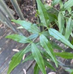 Pandorea pandorana (Wonga Wonga Vine) at Vincentia, NSW - 3 Sep 2023 by Tapirlord