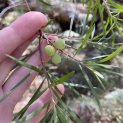 Persoonia linearis (Narrow-leaved Geebung) at Vincentia, NSW - 3 Sep 2023 by Tapirlord