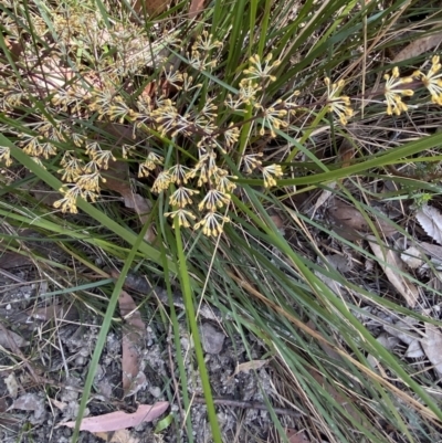 Lomandra multiflora (Many-flowered Matrush) at Vincentia, NSW - 3 Sep 2023 by Tapirlord