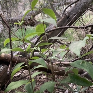 Ligustrum lucidum at Hackett, ACT - 5 Sep 2023