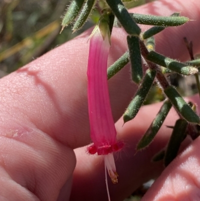 Styphelia tubiflora (Red Five-corners) at Vincentia, NSW - 3 Sep 2023 by Tapirlord