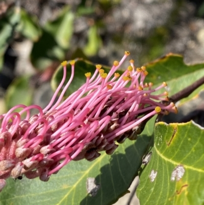 Grevillea macleayana (Jervis Bay Grevillea) at Vincentia, NSW - 3 Sep 2023 by Tapirlord