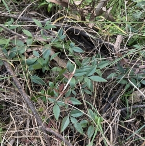 Nandina domestica at Hackett, ACT - 5 Sep 2023