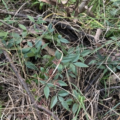 Nandina domestica (Sacred Bamboo) at Hackett, ACT - 5 Sep 2023 by waltraud