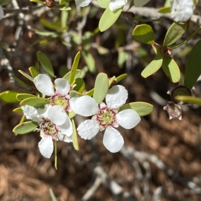 Leptospermum laevigatum (Coast Teatree) at Vincentia, NSW - 3 Sep 2023 by Tapirlord