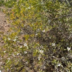 Leptospermum laevigatum at Vincentia, NSW - 3 Sep 2023 12:07 PM