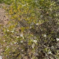 Leptospermum laevigatum at Vincentia, NSW - 3 Sep 2023 12:07 PM