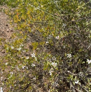 Leptospermum laevigatum at Vincentia, NSW - 3 Sep 2023 12:07 PM