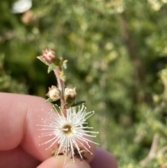 Kunzea ambigua (White Kunzea) at Vincentia, NSW - 3 Sep 2023 by Tapirlord