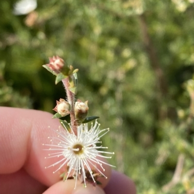 Kunzea ambigua (White Kunzea) at Vincentia, NSW - 3 Sep 2023 by Tapirlord