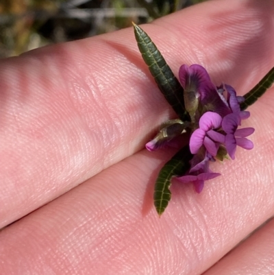 Mirbelia rubiifolia (Heathy Mirbelia) at Vincentia, NSW - 3 Sep 2023 by Tapirlord