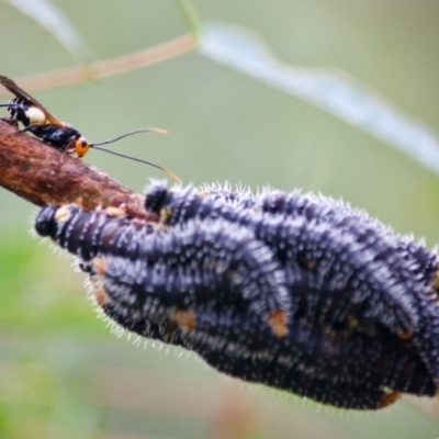 Perga sp. (genus) (Sawfly or Spitfire) at Budawang, NSW - 16 Apr 2019 by LisaH