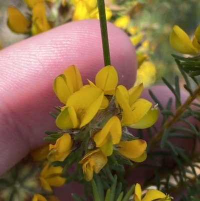 Phyllota phylicoides (Heath Phyllota) at Vincentia, NSW - 3 Sep 2023 by Tapirlord