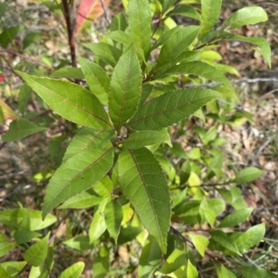 Elaeocarpus reticulatus (Blueberry Ash, Fairy Petticoats) at Vincentia, NSW - 3 Sep 2023 by Tapirlord