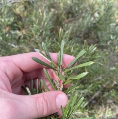 Lambertia formosa (Mountain Devil) at Vincentia, NSW - 3 Sep 2023 by Tapirlord