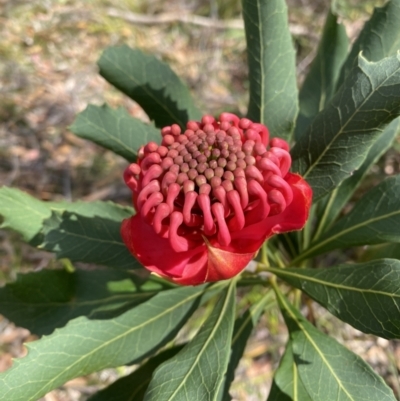 Telopea speciosissima (NSW Waratah) at Vincentia, NSW - 3 Sep 2023 by Tapirlord