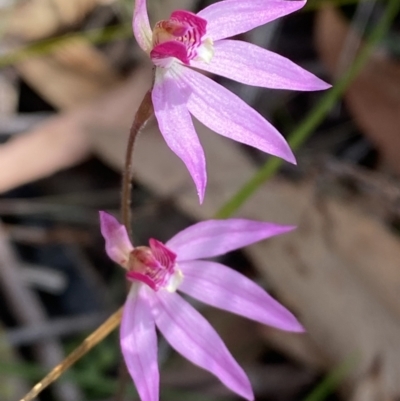 Caladenia hillmanii (Purple Heart Orchid) at Vincentia, NSW - 3 Sep 2023 by Tapirlord