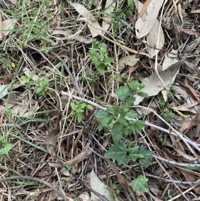 Ligustrum sinense (Narrow-leaf Privet, Chinese Privet) at Hackett, ACT - 5 Sep 2023 by waltraud