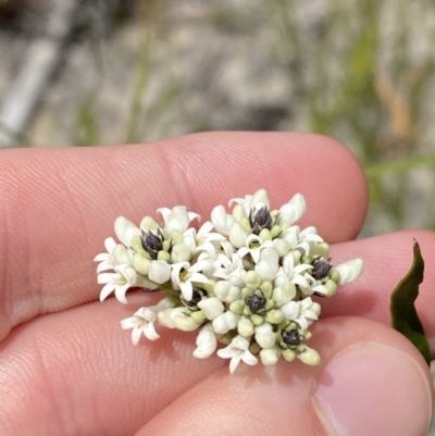 Conospermum longifolium subsp. mediale (Long Leaf Smoke Bush) at Vincentia, NSW - 3 Sep 2023 by Tapirlord