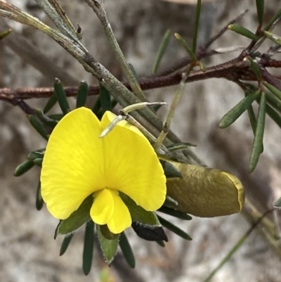 Gompholobium glabratum (Dainty Wedge Pea) at Vincentia, NSW - 3 Sep 2023 by Tapirlord