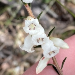 Epacris obtusifolia (Blunt-leaf Heath) at Vincentia, NSW - 3 Sep 2023 by Tapirlord