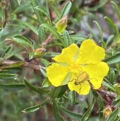 Hibbertia linearis at Vincentia, NSW - 3 Sep 2023 by Tapirlord