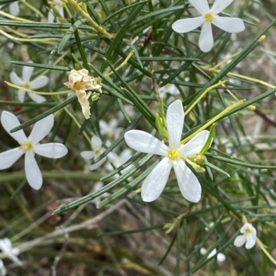 Ricinocarpos pinifolius (Wedding Bush) at Vincentia, NSW - 3 Sep 2023 by Tapirlord